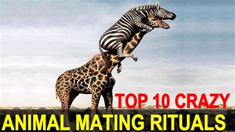 download Mating Rituals [Impulse 4]